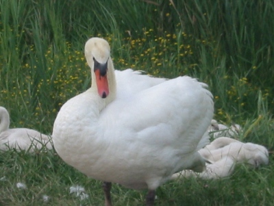 Cigno reale